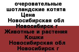 очеровательные шотландские котята › Цена ­ 1 000 - Новосибирская обл., Новосибирск г. Животные и растения » Кошки   . Новосибирская обл.,Новосибирск г.